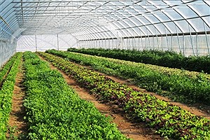 احداث گلخانه با حمایت 21 میلیارد ریالی بانک کشاورزی در استان بوشهر