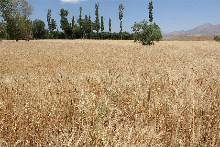 کاهش تولید گندم بر اثر خشکسالی در استان گلستان