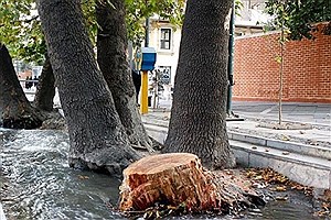 چرایی قطع درختی در میدان مشق