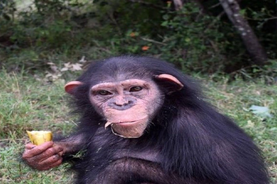 شامپانزه ایرانی از دست رفت!