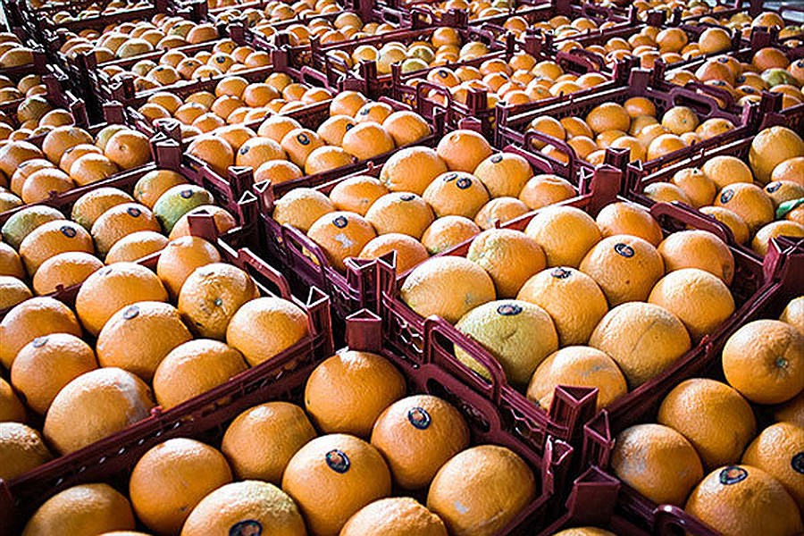 ممنوعیت واردات میوه از ایران و ترکیه به روسیه
