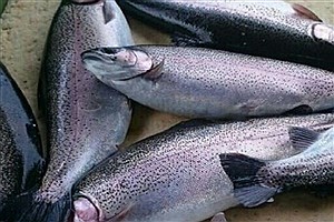 احتمال افزایش نرخ ماهی از مهر و آبان