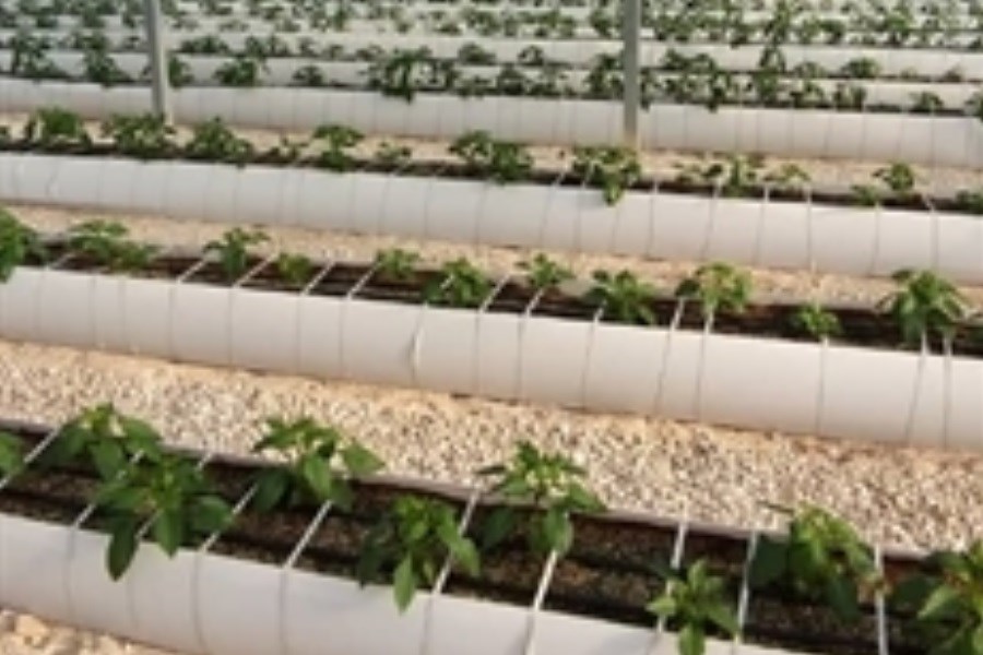 تصویر احداث گلخانه سبزی و صیفی با حمایت بانک کشاورزی در استان بوشهر