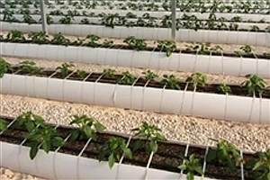احداث گلخانه سبزی و صیفی با حمایت بانک کشاورزی در استان بوشهر