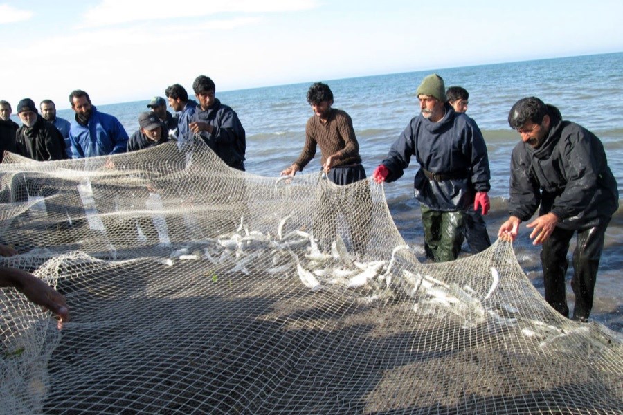تصویر صید ماهیان استخوانی در دریای خزر 11درصد افزایش یافت