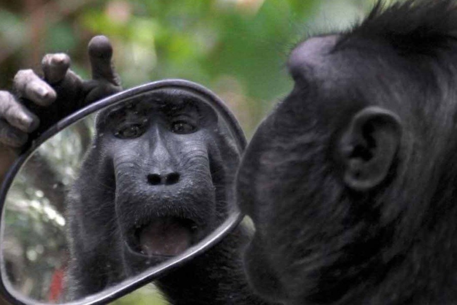 واکنش جالب حیوانات به دیدن تصویرشان در آینه + فیلم