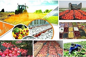 ارزآوری ۳.۴ میلیارد دلاری صادرات محصولات کشاورزی