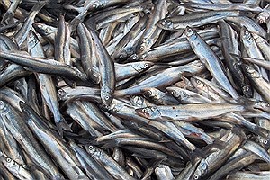 صید بیش از ۱۳ هزار تن ماهی کیلکا