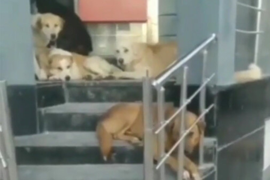 تجمع عجیب سگ ها جلوی یک بانک در تهران!