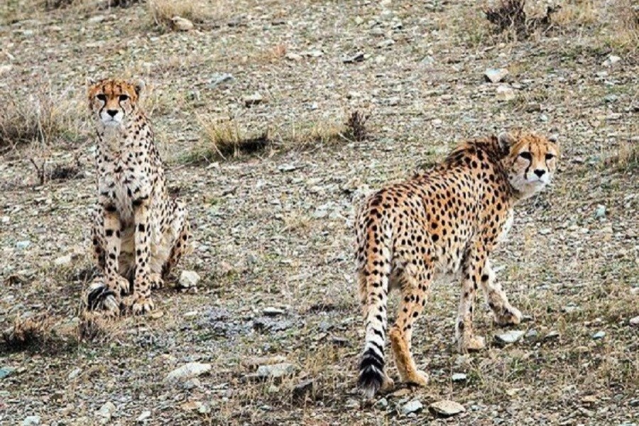 یوزهای ایرانی در خطر انقراض