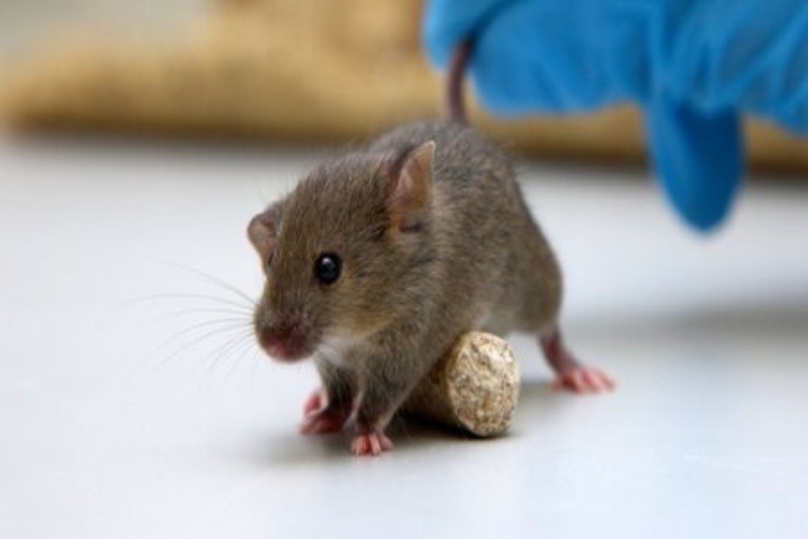 سویه‌های جدید کووید-۱۹ موش‌ها را آلوده می‌کند