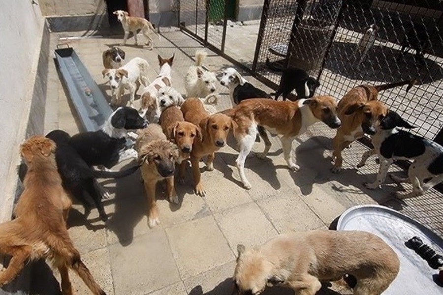 وجود 400 هزار سگ ولگرد در استان تهران