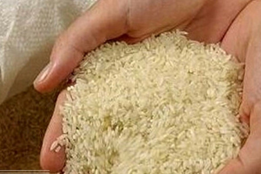 توزیع برنج ۴۲ هزارتومانی در سفره مردم