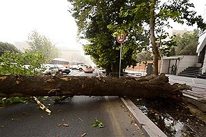 سقوط درخت روی موتورسوار در خیابان ولیعصر