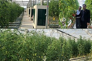 افتتاح گلخانه هیدروپونیک صیفی جات در گنبد کاوس