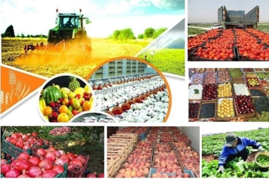 بخشودگی بدهی کشاورزان استان آذربایجان شرقی توسط بانک کشاورزی