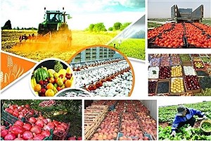 بخشودگی بدهی کشاورزان استان آذربایجان شرقی توسط بانک کشاورزی