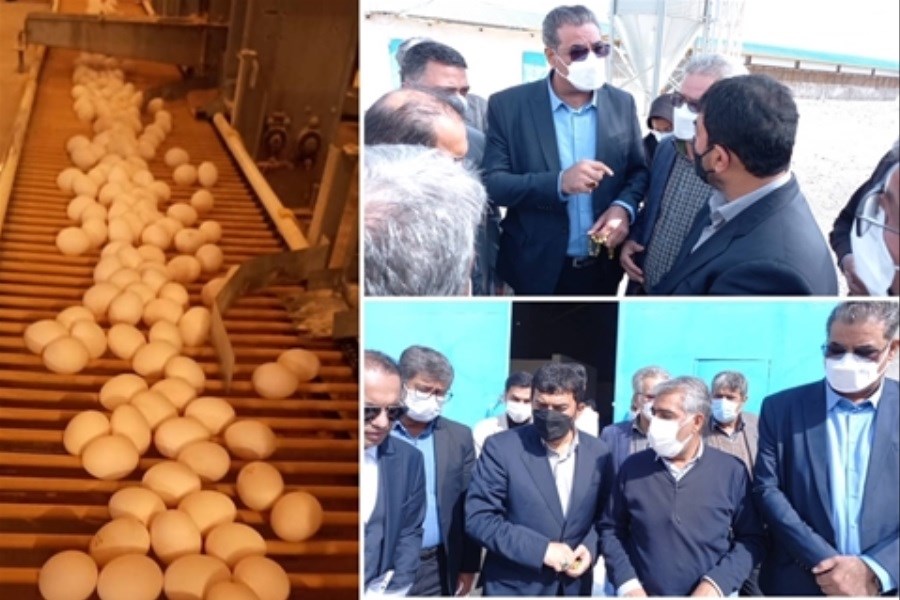 تصویر احیاء طرح 240 هزار قطعه ای مرغ تخم گذار در زاهدان، با حمایت بانک کشاورزی