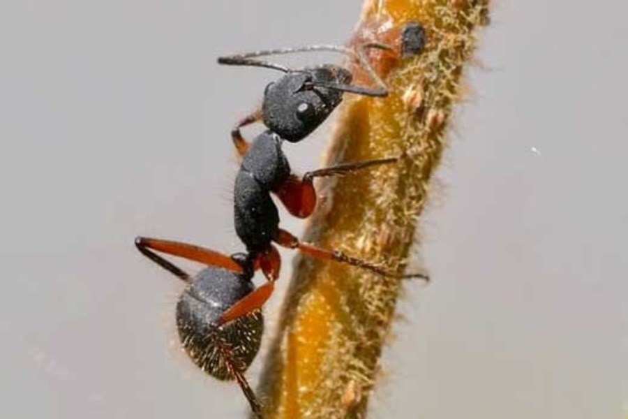تصویر کاهش درد با استفاده از زهر مورچه