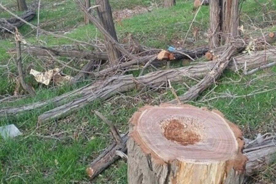 انتقاد به قطع بی‌رویه و ‌نابود کردن درختان در پایتخت