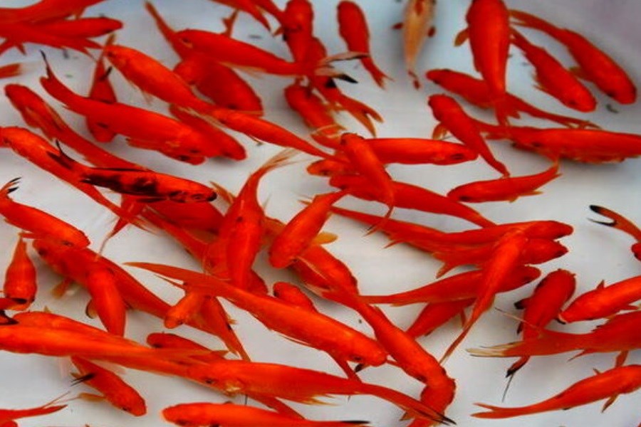 باورتان می‌شود ماهی قرمز چنین خطری دارد؟