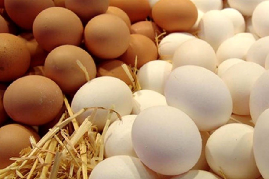 تصویر حذف ارز ترجیحی قیمت تخم مرغ را افزایش داد