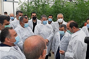 بازدید وزیر جهاد کشاورزی از گلخانه در شهرستان میاندورود