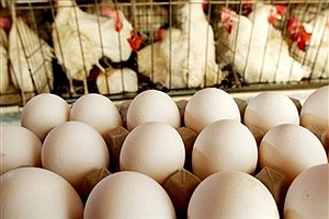 کاهش قیمت تخم‌مرغ در ماه رمضان
