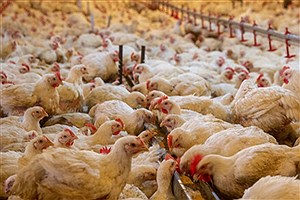 علت رشد سریع مرغ استفاده از هورمون است؟