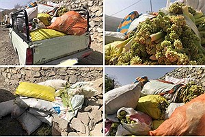 دو محموله گیاه ریواس در منطقه حفاظت شده البرز جنوبی توقیف شد