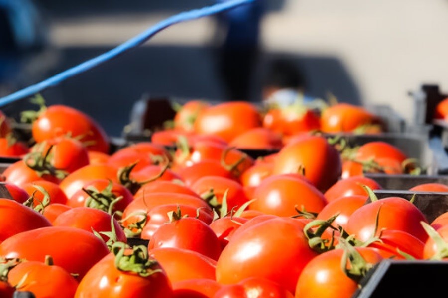 علت گرانی گوجه فرنگی چیست؟