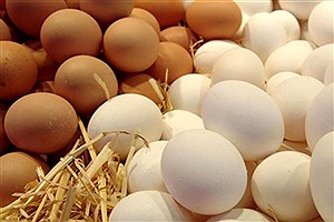 اعلام قیمت جدید تخم مرغ در میادین