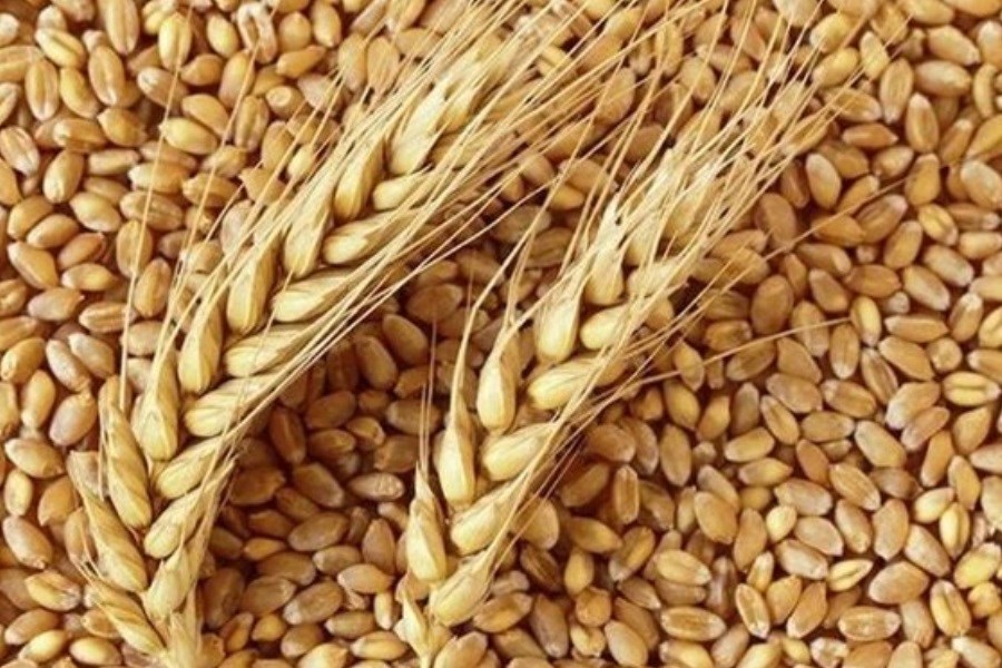 کاهش قیمت جهانی گندم با توافق روسیه و اوکراین