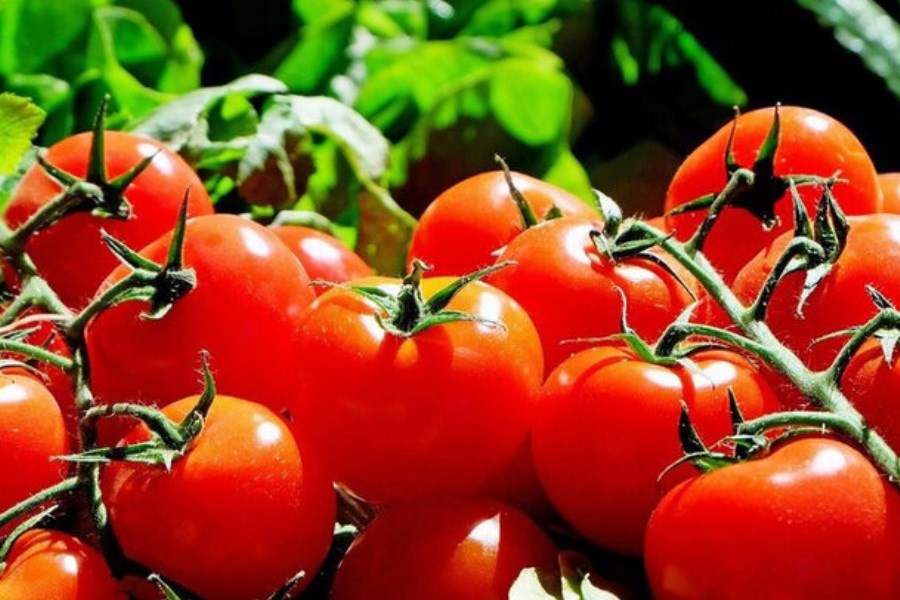تصویر فواید باورنکردنی گوجه فرنگی برای کبد چرب