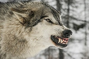 تعطیلی مدارس خلخال به دلیل حمله گرگ ها