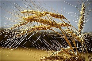 آیا ایران در تولید گندم خودکفا بود؟