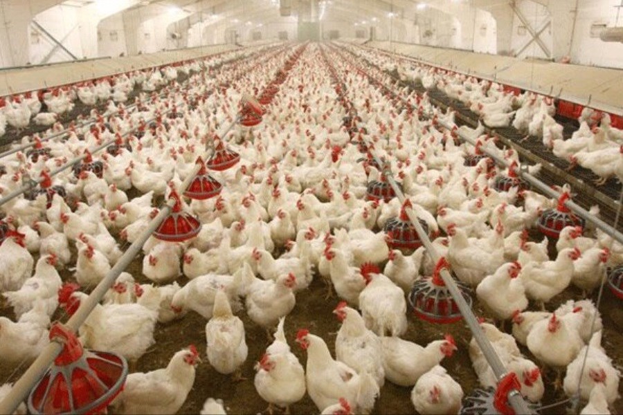 تصویر بیش از ۱۹۰ هزار تن گوشت انواع طیور در اردیبهشت عرضه شد