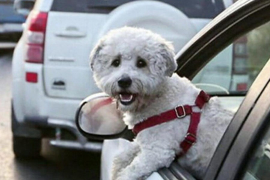 تصویر جریمه حمل سگ در خودرو چقدر است؟