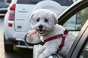 جریمه حمل سگ در خودرو چقدر است؟