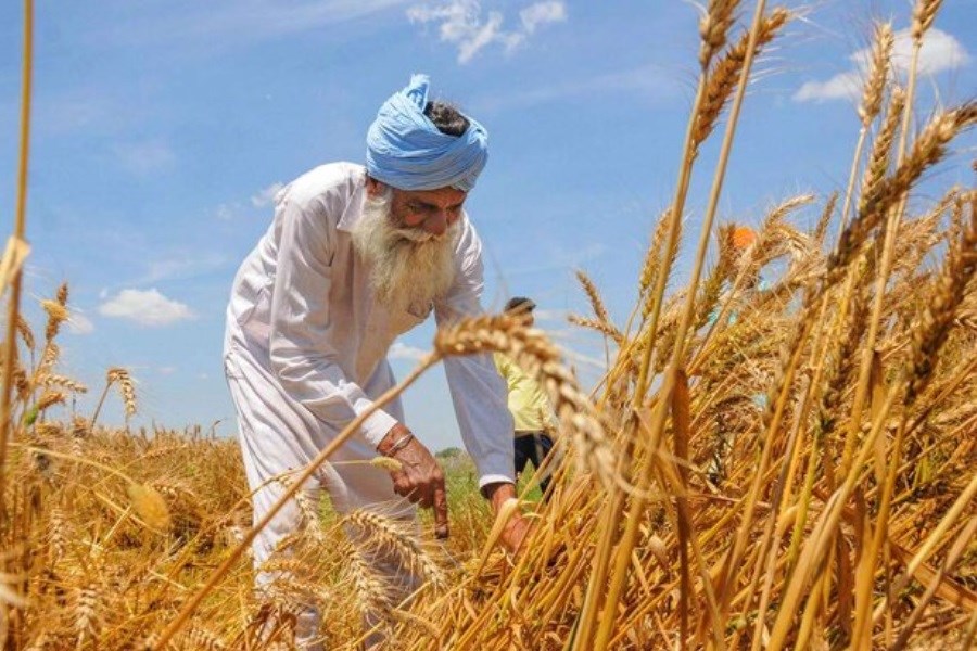 خبر مهم از واردات گندم به ایران