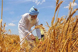 قیمت جهانی گندم افزایشی شد