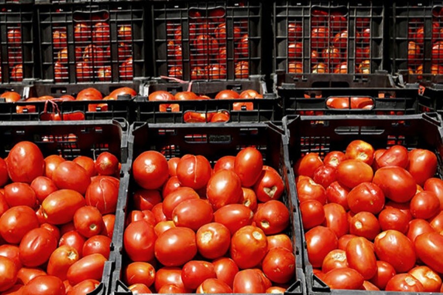 ماجرای غارت محموله وارداتی گوجه فرنگی ایران در پاکستان