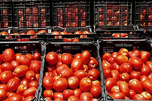 عوارض صادراتی گوجه فرنگی تمدید شد