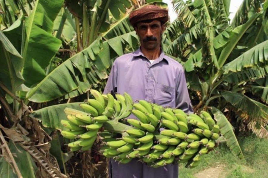 ٢١ هزار کشاورز در سیستان و بلوچستان تحت پوشش بیمه کشاورزی قرار گرفتند