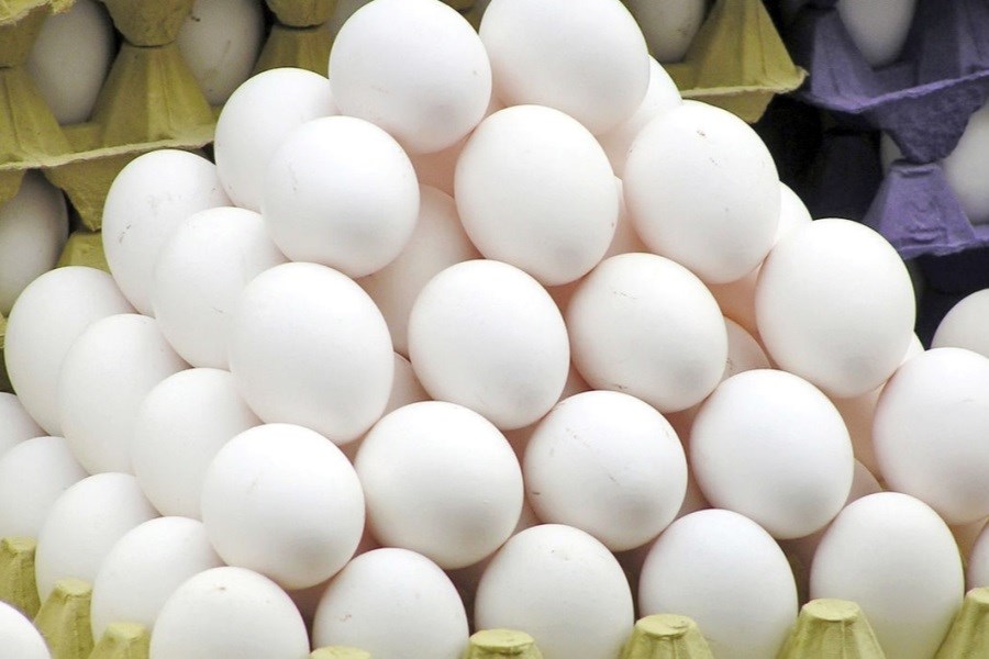 تصویر ممنوعیت صادرات مرغ و تخم مرغ به عراق صحت دارد؟
