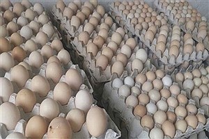 تصویر  ۹ میلیون مرغ تخم‌گذار در خرداد روانه کشتارگاه شد