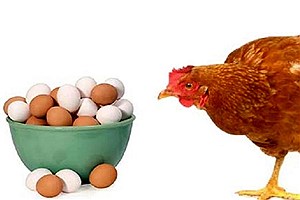 بازار مرغ و تخم مرغ آرام گرفت