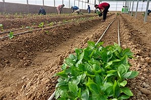 حمایت بانک کشاورزی از راه اندازی گلخانه ای در استان لرستان