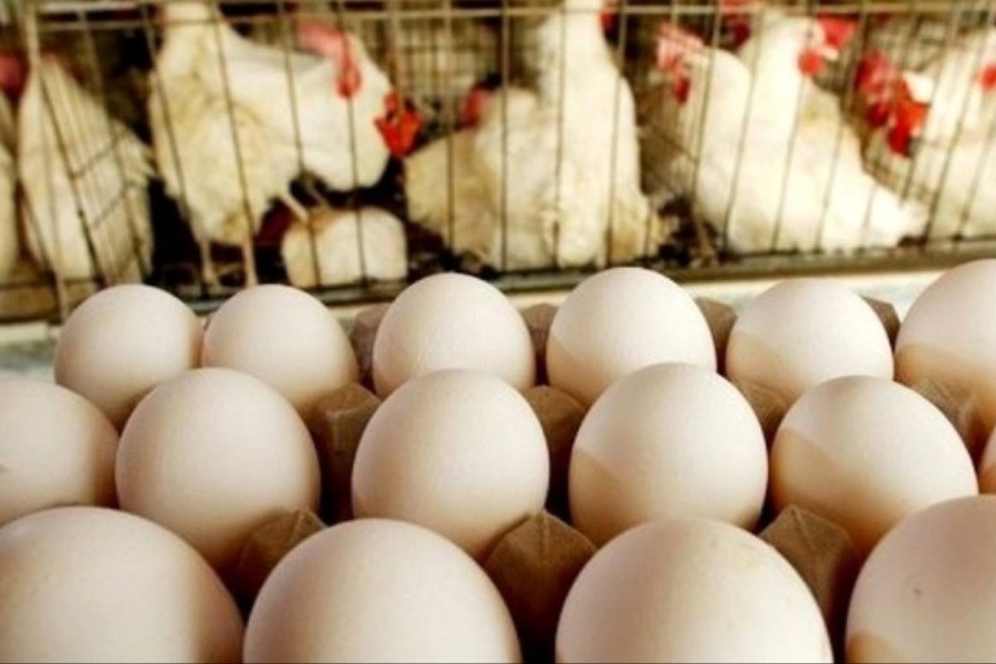 تصویر عرضه مرغ و تخم‌مرغ زیر قیمت مصوب