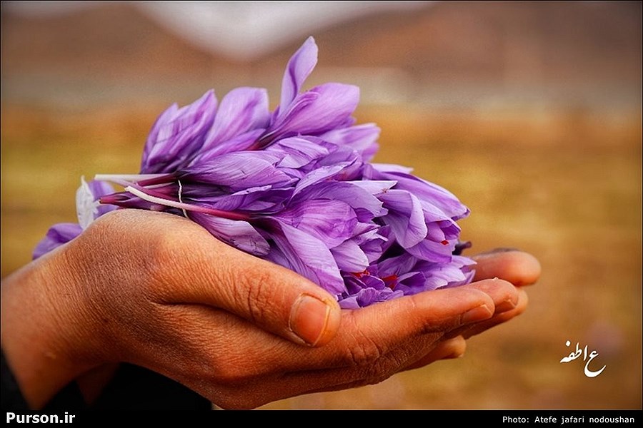 صادرات زعفران در ایران کاهشی شد
